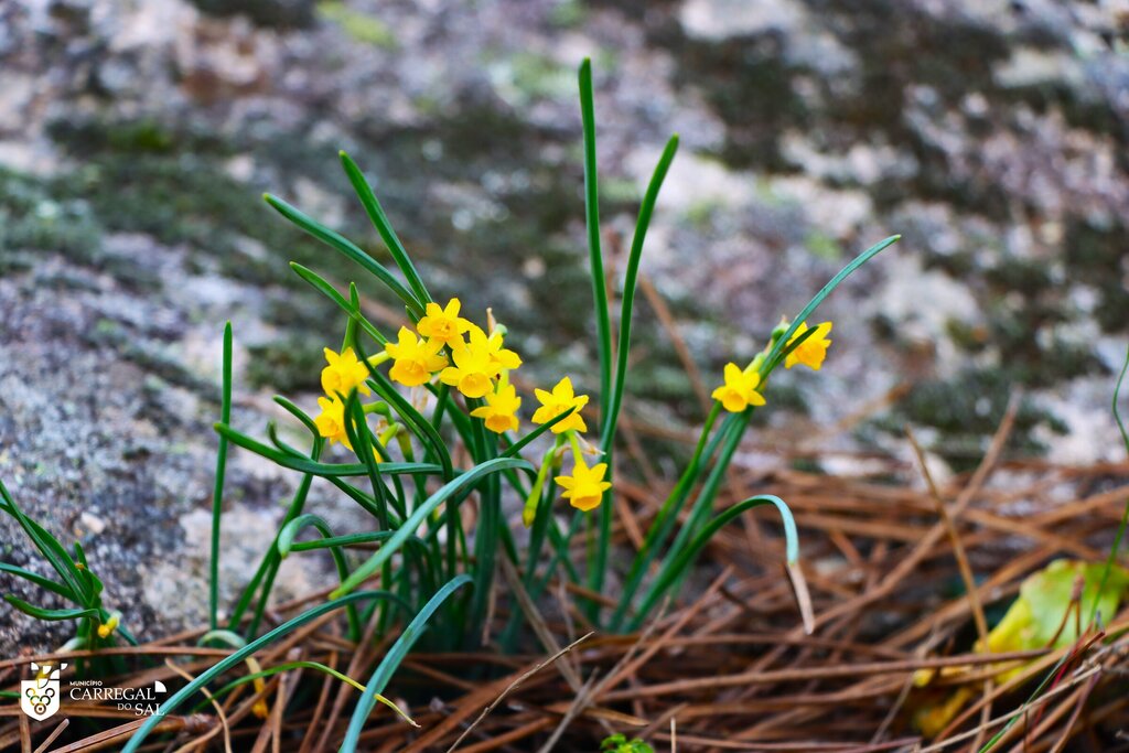 Narcisos voltam a colorir a paisagem da bacia do Mondego 