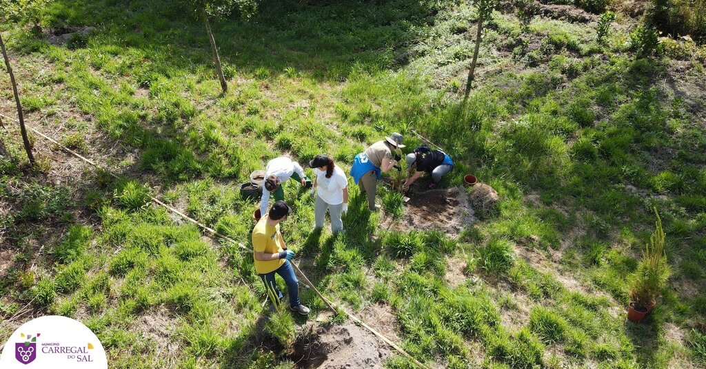 130 pinheiros mansos plantados através de um gesto de altruísmo e generosidade de colaboradores d...